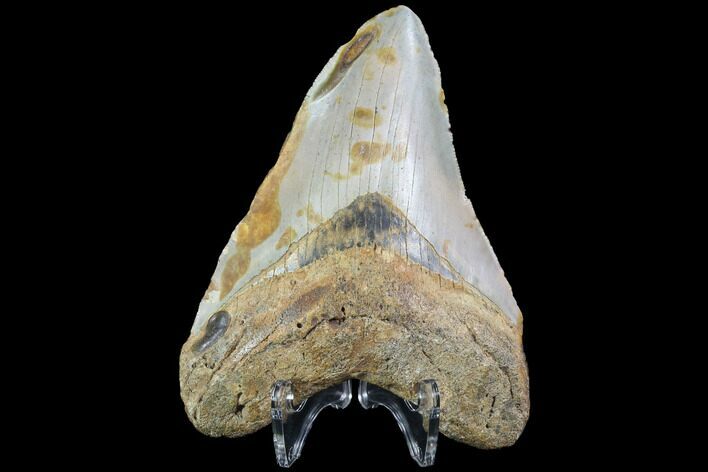 Fossil Megalodon Tooth - North Carolina #86955